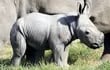 unos-300-ejemplares-de-rinoceronte-blanco-mueren-cada-ano-a-causa-de-la-caza-furtiva-imagen-efe-210643000000-555021.jpg