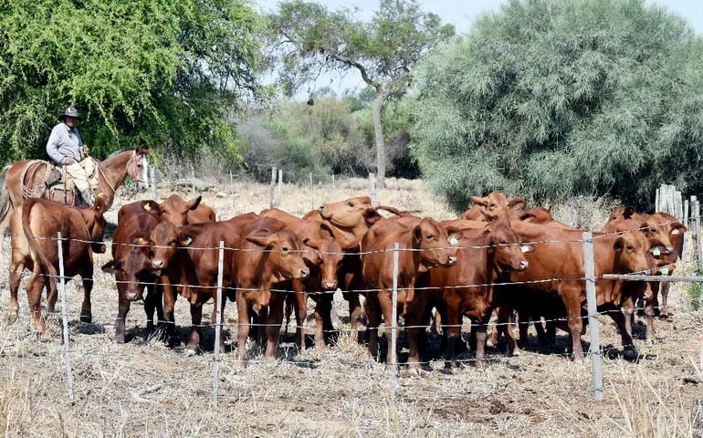 Este 2020 castigó a la ganadería con precios bajos y con sequía, sobre todo en el Chaco.