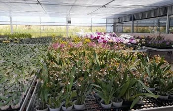 Inauguran bloque de invernadero de orquídeas en Caacupé