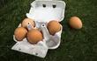 huevos-carton-contaminados-175852000000-1616346.JPG