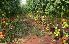 los-cultivos-bajo-invernadero-casi-no-fueron-perjudicados-por-las-lluvias-de-ayer-en-el-este-segun-reporte-de-sara-fleitas--213740000000-1405920.jpg
