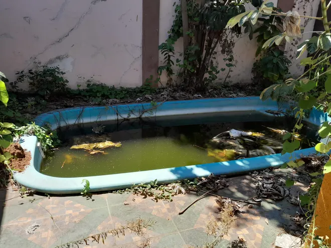 La piscina de la casa presenta llena de agua acumulada y sucia.