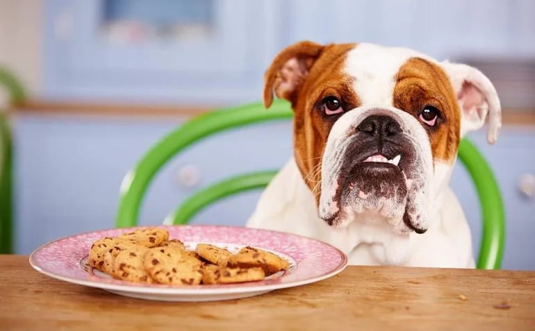 La diabetes se presenta muy frecuentemente en los perros. Generalmente en perros es mas común la del tipo I o insulina dependiente la del tipo II es mas frecuente en animales obesos.