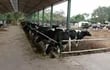 nutricion-de-vacas-en-el-chaco-75905000000-1808025.JPG