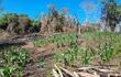 Deforestación causada por invasores en una reserva forestal privada, denunció la ARP.