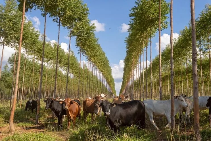 Un ejemplo de producción silvopastoril, que integra la forestación con la ganadería. Pero la ganadería tradicional integra los campos de pastoreo con reservas forestales.