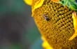 PEKÍN. Científicos de China y Estados Unidos han descubierto el mecanismo molecular responsable de la mortalidad de las abejas durante el invierno, lo que abre nuevas posibilidades de mejorar la salud de esta especie imprescindible para el planeta.