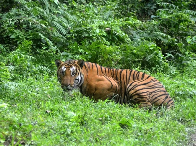El tigre del Himalaya se aventura a vivir cada vez más alto.