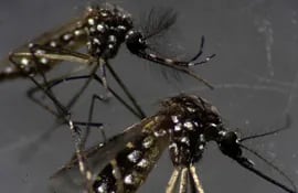 Eliminar los criaderos del mosquito aedes aegypti sigue siendo la mejor manera de combatir a la enfermedad.