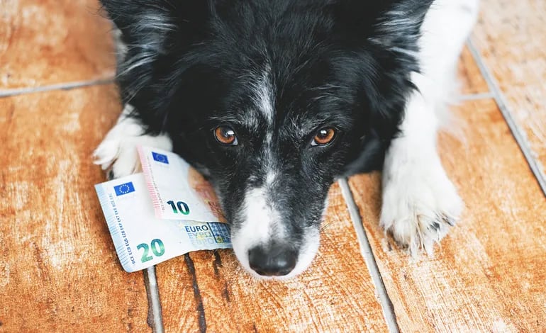 Las mascotas tienen varias garantías legales en España, y ahora hasta el derecho a recibir pensión alimentaria.
