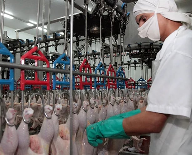 La exportación de carne de pollo ingresó unos US$ 12,8 millones durante el 2023.