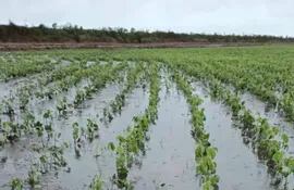 Un campo de cultivo de soja quedó inundado a raíz de la lluvia, al sur de Alto Paraná.