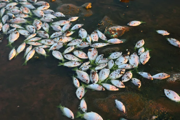 Vecinos de San Antonio reportan masiva mortandad de peces.