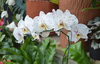 Las orquídeas son unas de las flores más preciadas y solicitadas en el Yvoty Rapé.