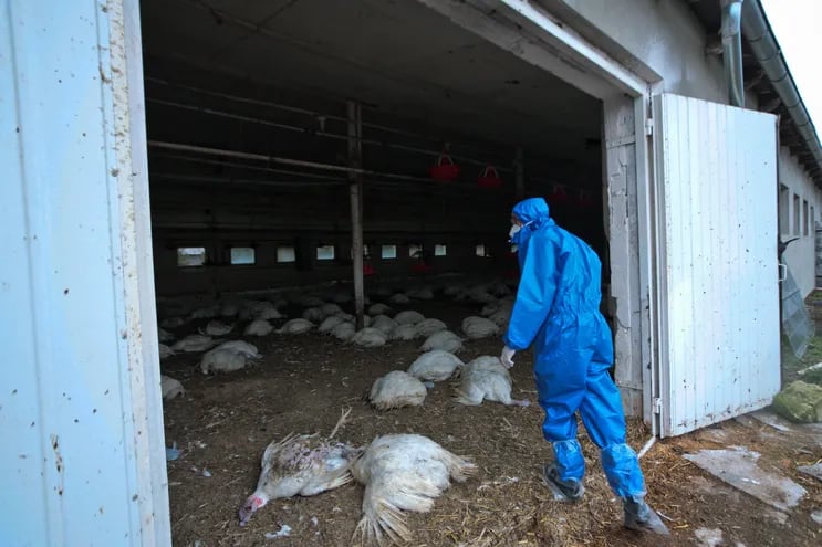 Un trabajador sanitario participa en un ejercicio para sacrificar y destruir aves de corral afectadas por el virus H5N8, también conocido como gripe aviar, en una granja avícola en Glinik, Polonia.