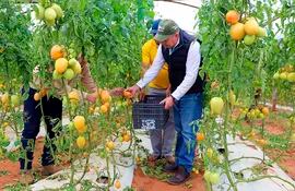 El ministro Moisés Bertoni, cosechando tomate “hopeju” (sin maduración completa), en Caaguazú. El frío está retrasando la cosecha masiva en la principal zona productiva del rubro.