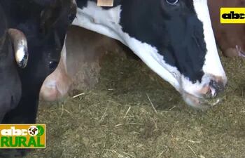 Abc Rural: Tres tips nutricionales para vacas lecheras en producción