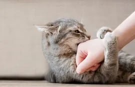 Un gato muerde la mano de su humano.