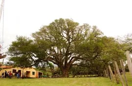 Uno de los hermosos e imponentes árboles de más de 200 años que fueron postulados por las familias de todo el país a la competencia Los Colosos de la Tierra.