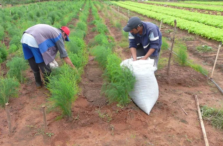 Productores fertilizan un cultivo de espárragos para que la planta tenga un buen desarrollo.