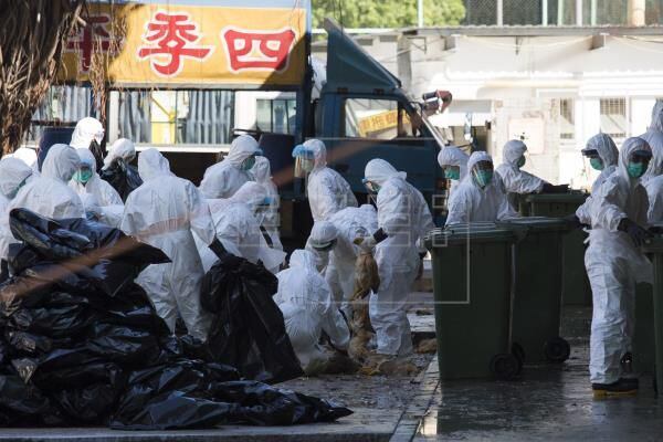 China registra un brote de gripe aviar en medio de la crisis por el coronavirus.