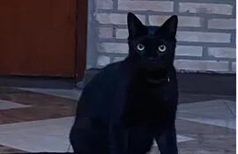 Nelson, el gatito negro de penetrante mirada y elegante pose.