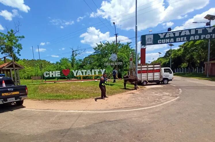 Animales sueltos sobre la ruta PY08 Dr. Blas Garay, en el acceso principal a la ciudad de Yataity del Guairá.