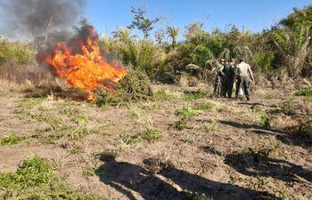 Un grupo de militares proceden a la quema de plantas de la droga, que fueron amontonadas en medio de la parcela destruida.