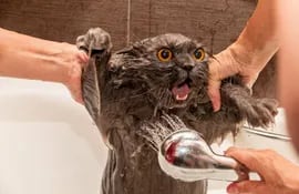 Cuando el agua del baño les viene de arriba y con fuerza, los gatos se asustan. La duchita por ejemplo, si es muy fuerte el chorro de agua, les va a estresar.