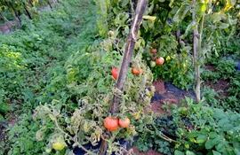 algunas-plantas-de-tomate-fueron-afectadas-por-el-clima--204851000000-1778299.jpg