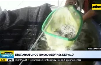 Liberarán unos 120.000 alevines de Pacú en el río Paraguay
