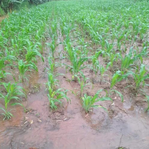 La torrencial lluvia deja bajo agua varios cultivos en Ybytymí.
