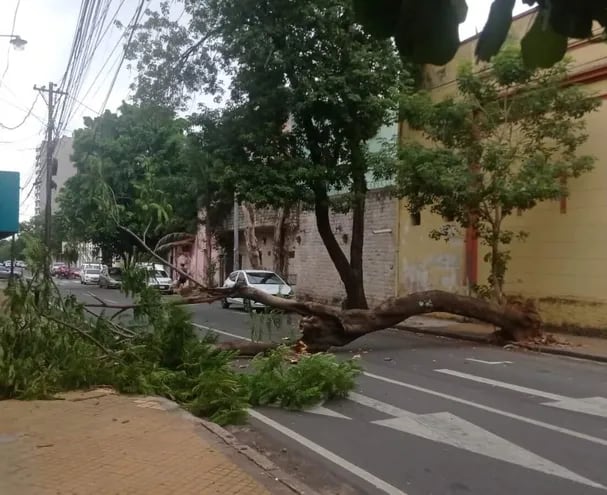 Usuarios refirieron que si la Municipalidad de Asunción realizara la poda de los árboles a tiempo, estos se salvarían.
