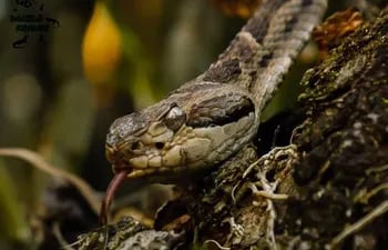 La jarara (Bothrops diporus) es una de las principales serpientes venenosas presentes en Paraguay.