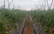 Cultivos de tomate de la zona de Caaguazú que actualmente están en etapa de cosecha.