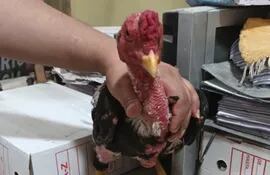 El gallo hallado en la cárcel de Tacumbú se encuentra en resguardo de la Dirección Nacional de Defensa, Salud y Bienestar Animal.
