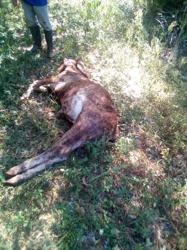 El animal fue encontrado muerto la mañana del lunes, luego de exhibir un compiortamiento nervioso, reportó el ganadero, Norberto Schauver, de Carmen del Paraná.