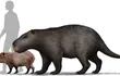 el-josephoartigasia-monesi-el-roedor-mas-grande-conocido-tenia-la-mandibula-con-la-fuerza-como-la-de-un-tigre-y-era-tan-grande-como-un-bufalo--100147000000-1291785.jpg