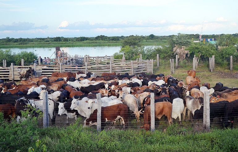 A pesar de todas las adversidades, el ganadero chaqueño ha salido adelante y eso se ve reflejado en la mayor cantidad de animales que se registra cada año en Alto Paraguay.