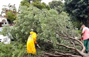 Reportan decenas de árboles caídos en Asunción.