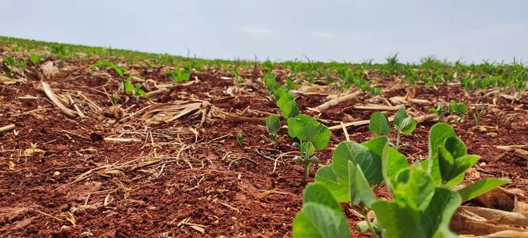 La producción de soja está iniciando su cultivo en Alto Paraná.