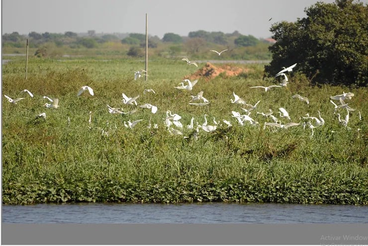 Senacsa realiza avistamiento de aves en diferentes zonas del país, en el marco de la alerta por posible llegada de bandadas migratorias con síntomas de influenza aviar.