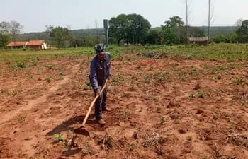 Un productor de la zona de Guayaybí trabaja en la limpieza de una parcela de sésamo donde se observa muy poca germinación.