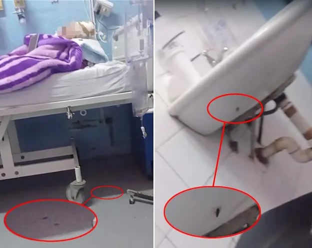 Captura del video realizado por Mariela Otazo, en el área de Pediatría del Hospital Central del IPS. La asegurada filmó cómo abundan las cucarachas en torno a su bebito, que tiene un catéter y debe pasar por una cirugía.