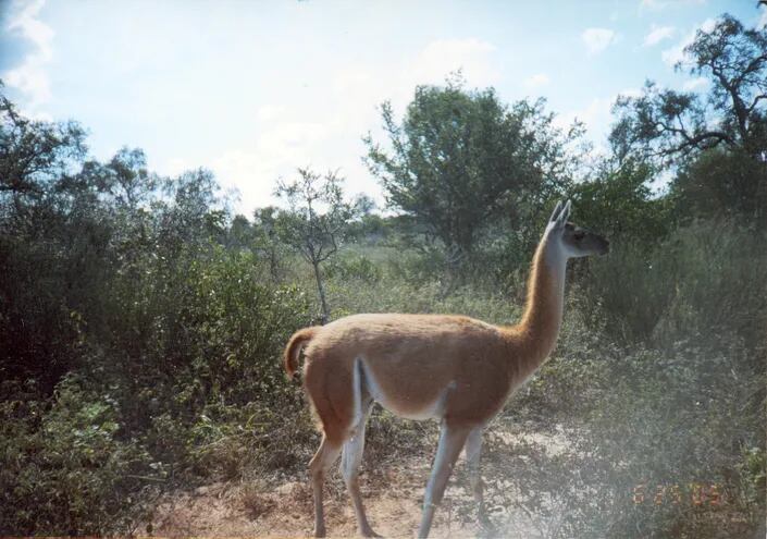 El Guanaco es una especie única que vive en la zona del Médanos del Chaco. La exploración que pretenden hacer apeligra su hábitat. (Foto: Laura Villalba)