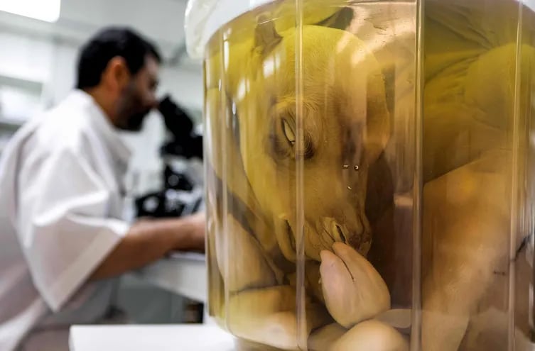 El Dr. Nisar Ahmad Wani, director científico del Centro Biotecnológico de Reproducción utiliza su microscopio cerca de un camello clonado preservado en formaldehído.