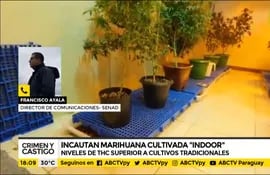 Incautan marihuana cultivada "indoor"