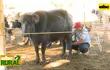 ABC Rural: Cría y ordeño de búfalas lecheras