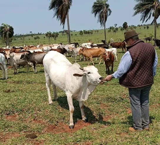 El presidente de la ARP, Dr. Pedro Galli, observando su hato bovino.