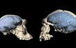 Gráfica del cerebro humano cedida por la Universidad de Zúrich. (AFP)